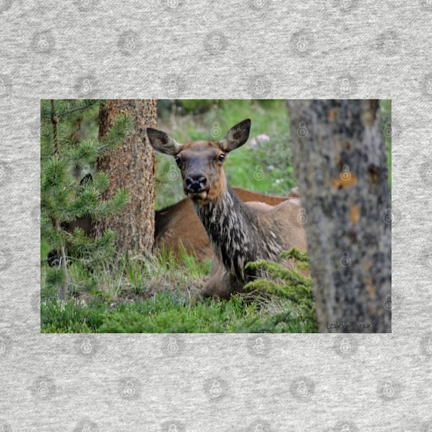 Resting Lady Elk by Leslie Pino Durant